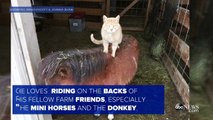 Cat Boss Hitches Rides on Farms Mini Horses, Donkeys