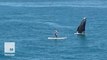 Whale breaches right next to an unsuspecting paddleboarder