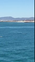 Une baleine saute près d'un paddleboardeur
