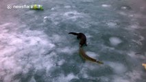 Mink steals fish from fisherman