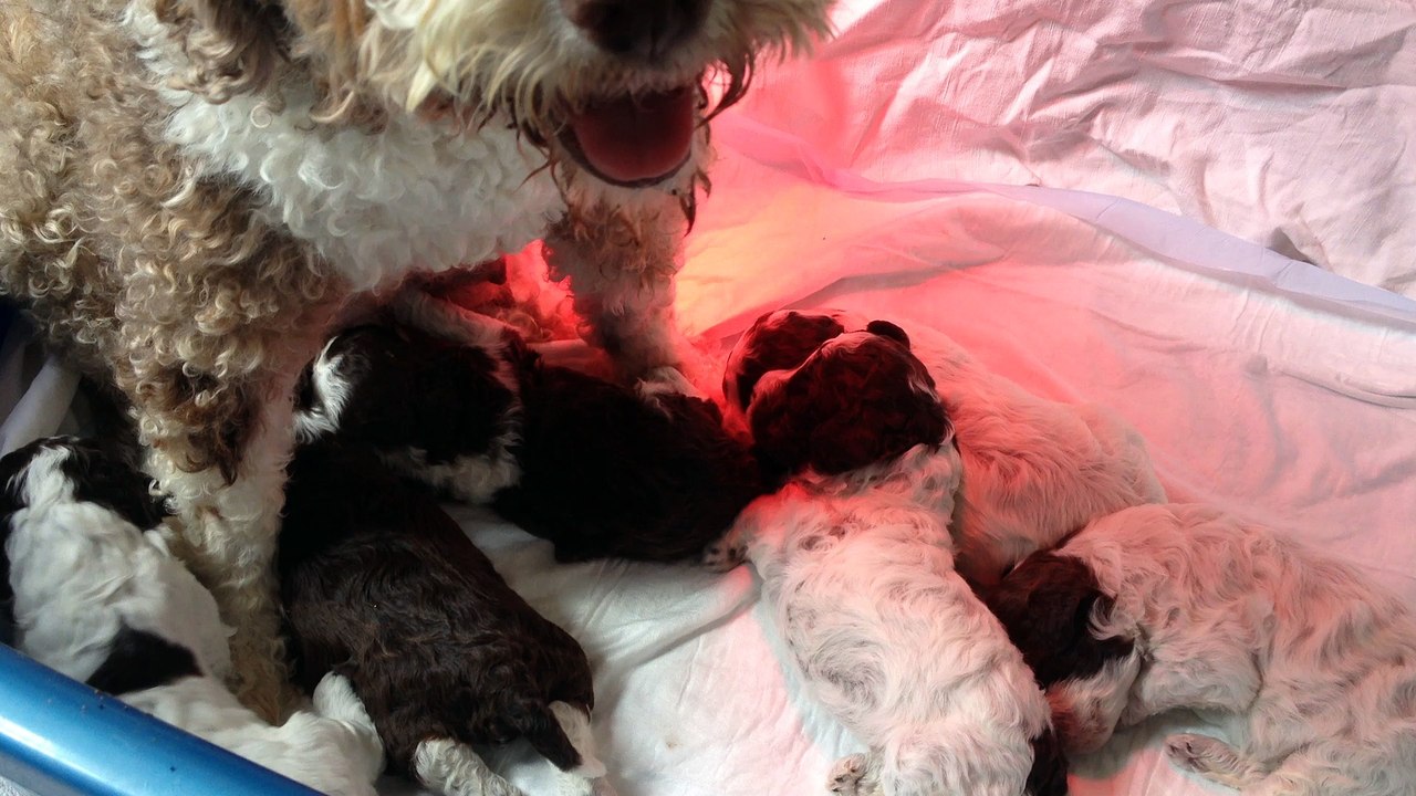 CHIOTS LAGOTTO DES CHARMES DE BACCHUS