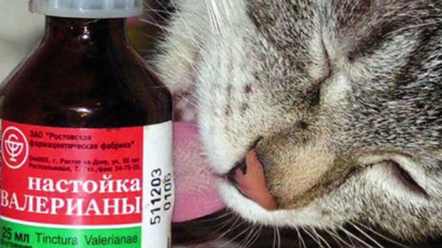 ЧТО БУДЕТ, ЕСЛИ КОТУ ДАТЬ ВАЛЕРЬЯНКУ