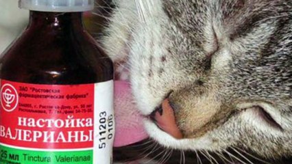 ЧТО БУДЕТ, ЕСЛИ КОТУ ДАТЬ ВАЛЕРЬЯНКУ