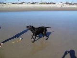 Un chien pète de l'eau quand il aboie à la plage