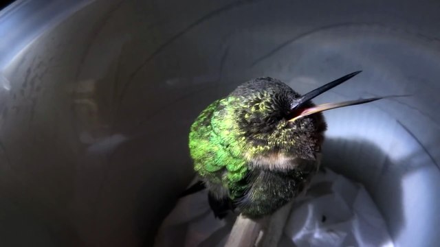 Ce superbe petit oiseau colibri ronfle en sifflant quand il dort
