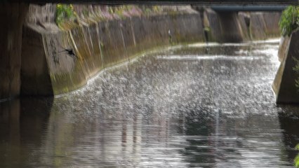 Hirondelles rustiques - Soulaines-Dhuys, le 21 avril 2016