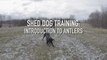 Shed Dog Training: Introduction to Antlers