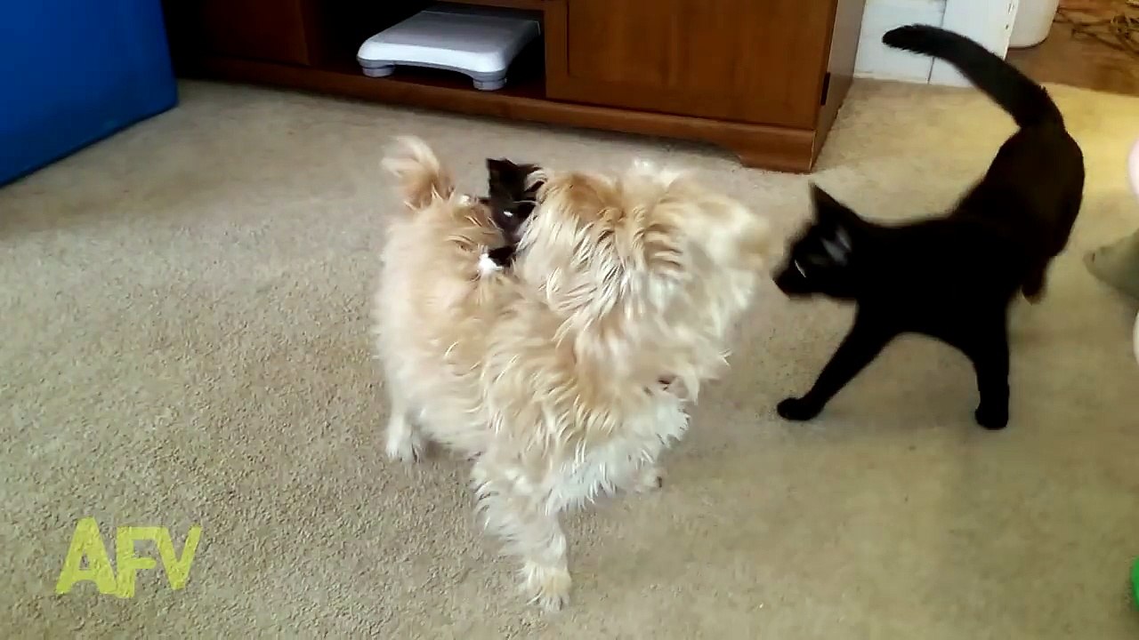 Kitten Wants A Piggy Back