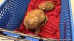 #Cute Ginger #Kittens Visit #PetSmart When the Lights Go Out!!