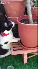 Cat having a conversation with a bird