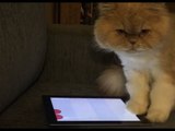 Cat Finds Endless Entertainment in iPad