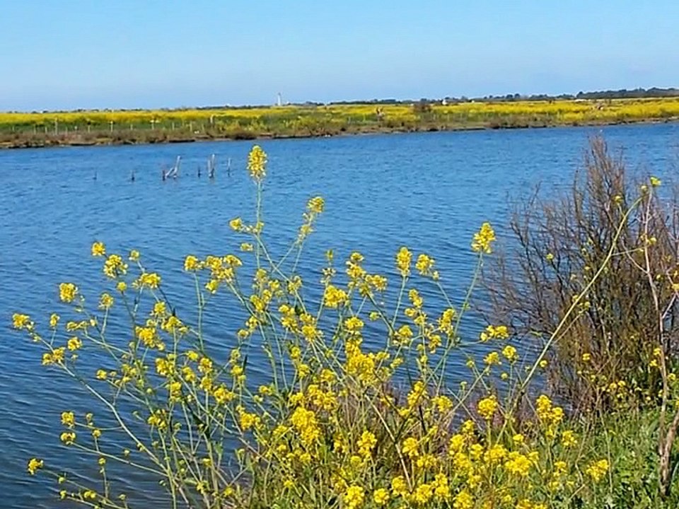 Le marais de nos amours