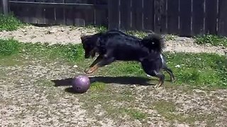 Dog's New Bowling Ball