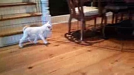 goat meets 4 month old puppy