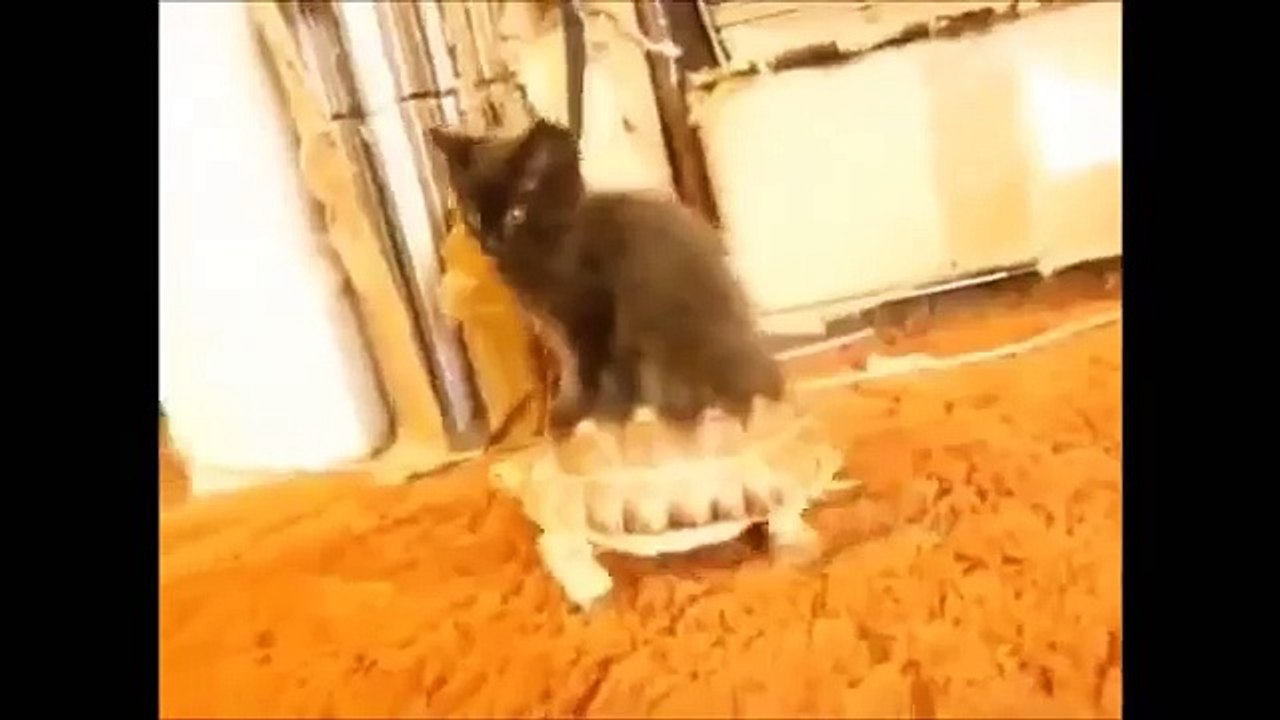 Funny Cat And Dog 2016 ✔