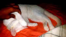 Lucio a Cute Sleeping Cat / Gato Encantador Durmiendo