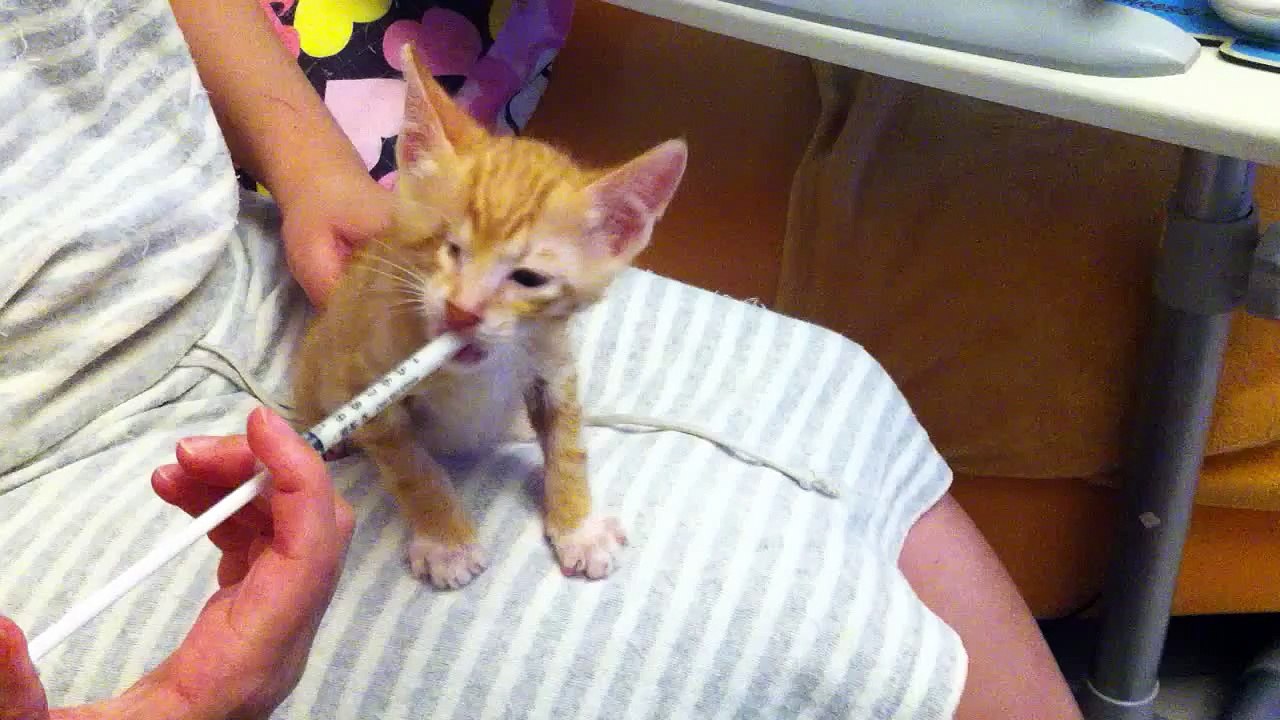 Baby Dan dan drink milk