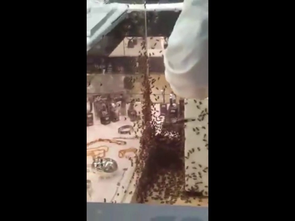 Des milliers d'abeilles envahissent une bijouterie à Montpellier