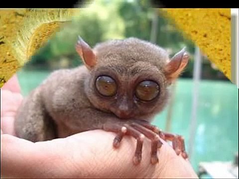 Strange and Weirdest Animals In The World (AMAZING AND STRANGE) -Animal compilation 2014