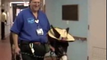 therapy donkeys ride elevator for visit to lock haven pennsylvania