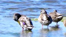 Mallard ducks at mouth of San Simeon Creek at San Simeon State Park CA