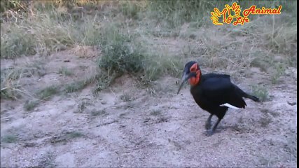 Interesting Calls Made By A Spotted Hyena - Latest Sightings  - Online Funny  Entertaiment TV Online