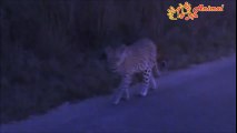 Kruger Sightings - Sunset Game Drive - February 14 2011  - Online Funny  Entertaiment TV Online