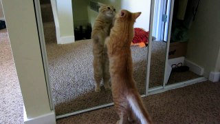 Cat's scratching mirror