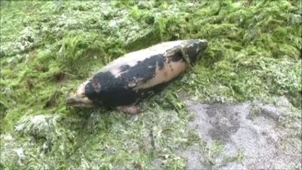 Silivri'de Yunus Karaya Vurdu