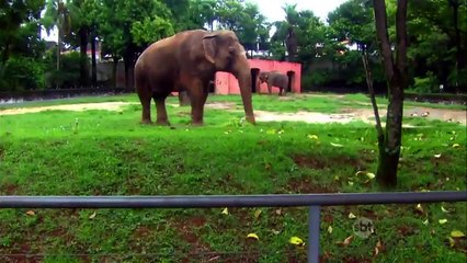 Cúmplices de um Resgate (20/04/16) Capítulo 188