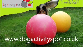 Treibball with George 2 - Dog Activity Spot