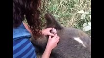 Baby wombat saved from dead mum's pouch in Australia