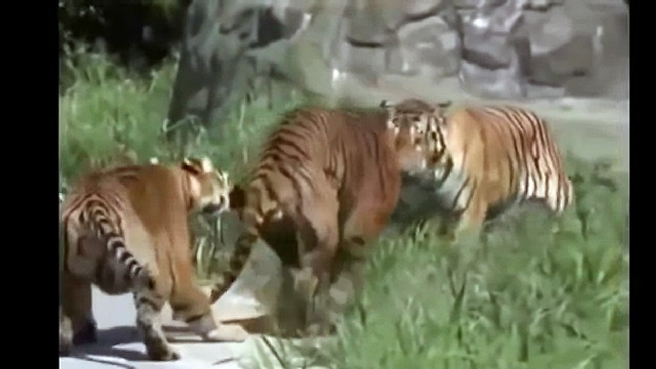 Eagle attacks Wolf, Man, Eagle vs Snake Real Fight - Animals Att