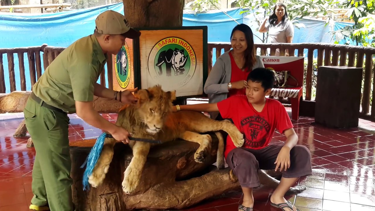 Un garçon prend une photo avec un lion mais la tête du lion tombe! La raison est inimaginable...