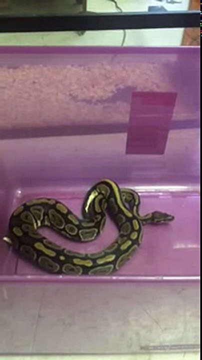 Python attack mouse real quick