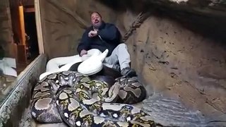 Crazy Man Laughs While Giant Albino Python Attacks. The Snake Ev