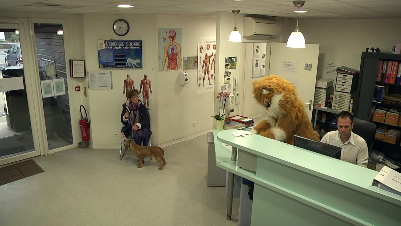 Elle emmène le chien au refuge. Quelques instants plus tard, une caméra cachée révèle l’impensable.Elle emmène le chien