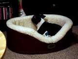 Rhett in his bed