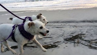 Chariots of fire… Jack Russell style