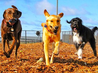 Top 5 Dog Parks Across America You Need to See