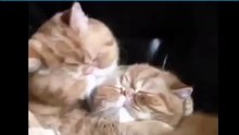 love cats funny video - OMG VIDEO
