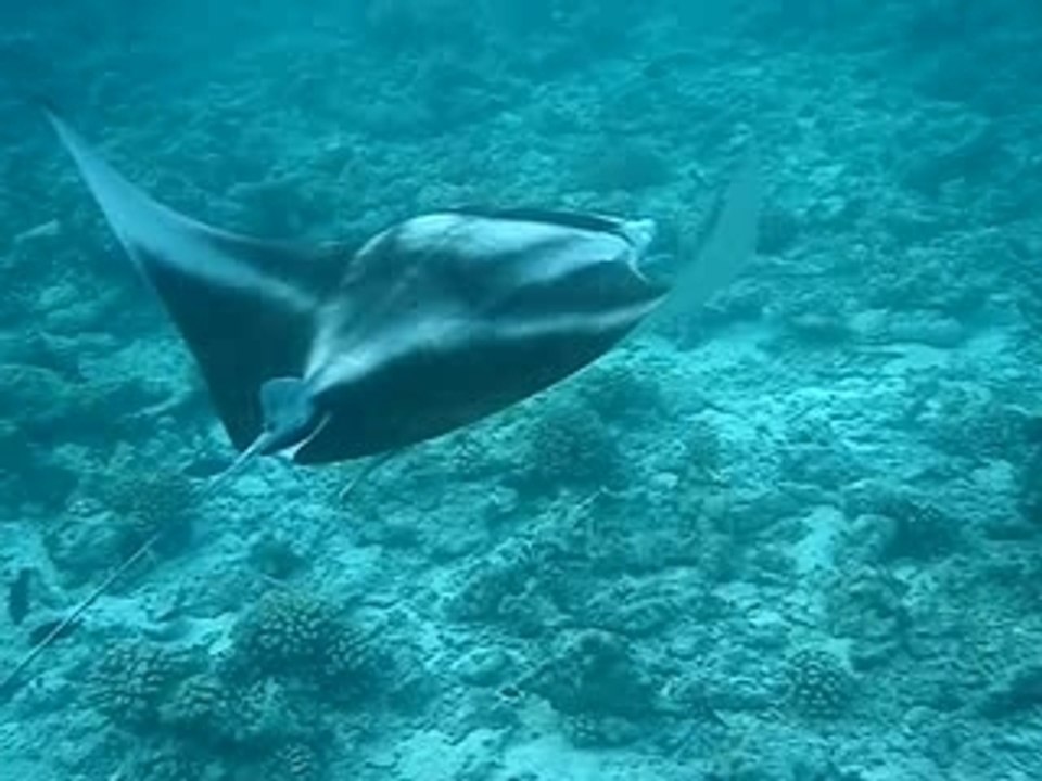 MOV03473