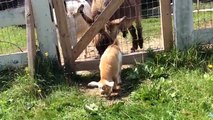 the littlest farm dog does morning chores