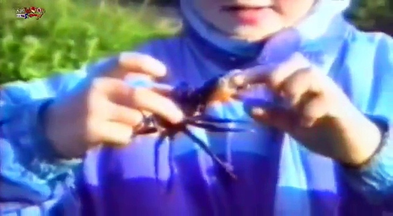 The funniest animals