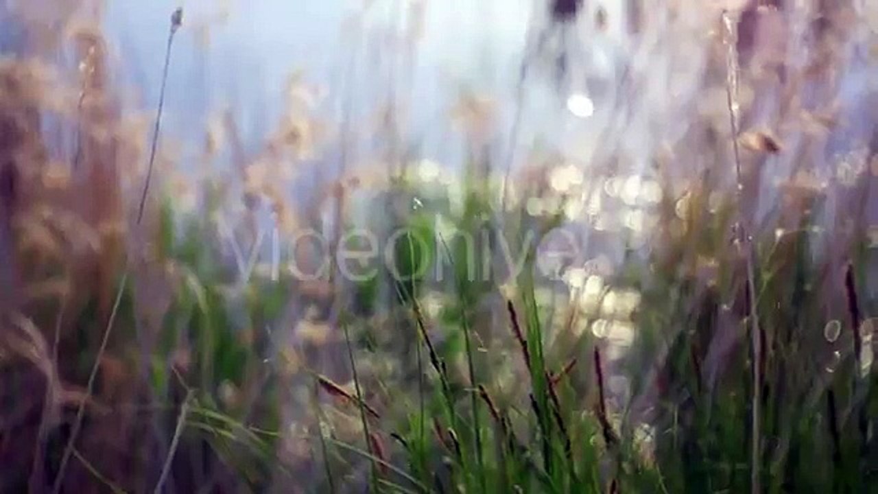 videoBackgroundcoyolles