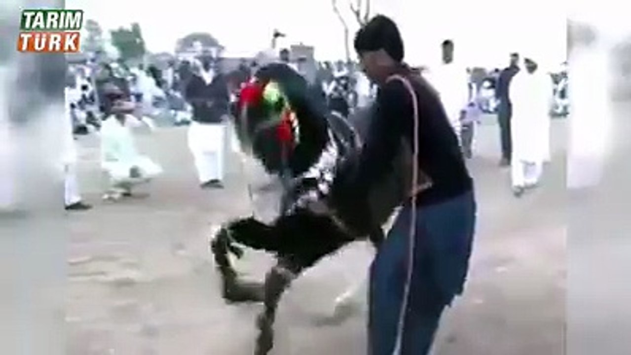 Halay Başı Kim Çeker