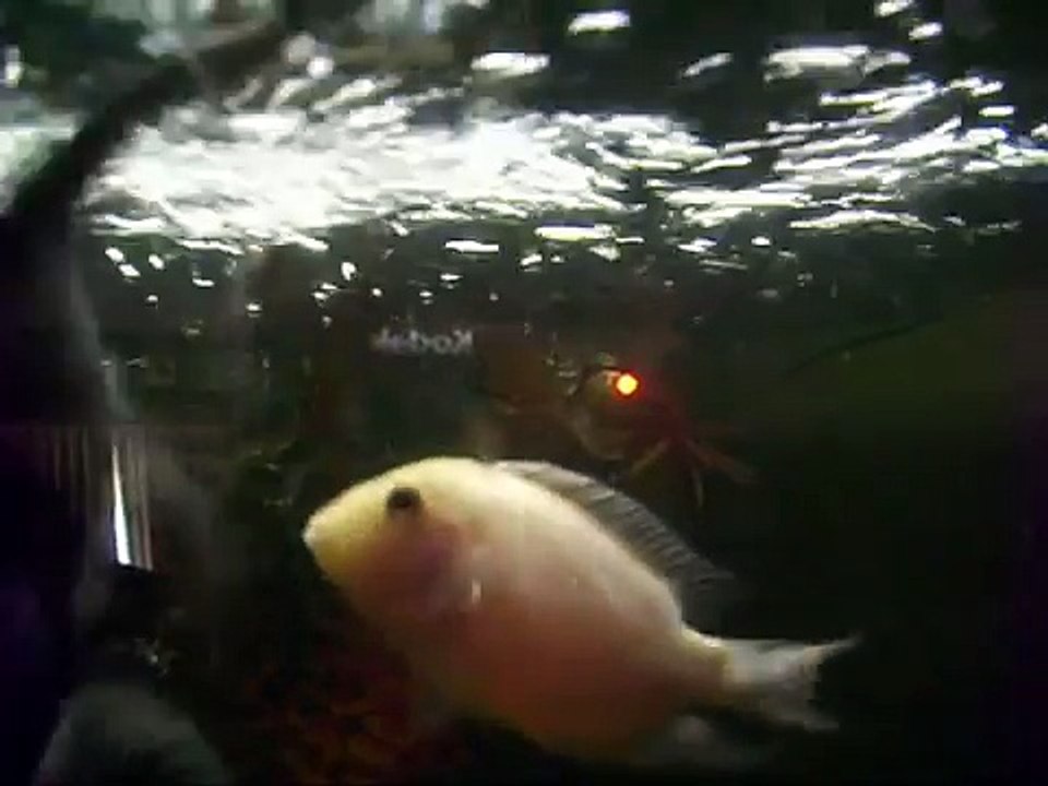 Malawi cichlid feeding.