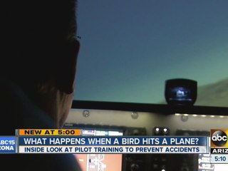 What happens when a bird hits a plane?