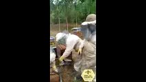 Colmenas en colombia -Abejas Africanizadas