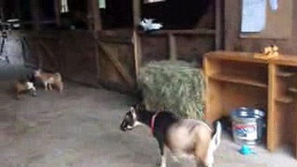 pretends not be impressed by goat kids' tricks